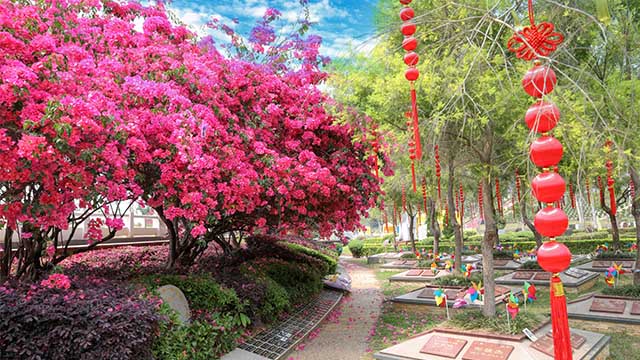 杜鹃开满了各色的花朵的艺术区景观 杜鹃开满了各色的花朵的艺术区景观