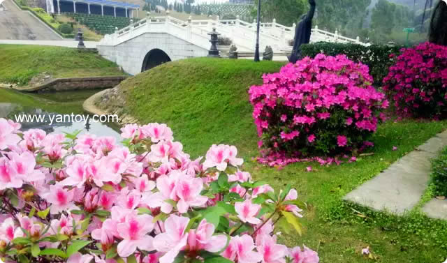 6万安桥 节日花开